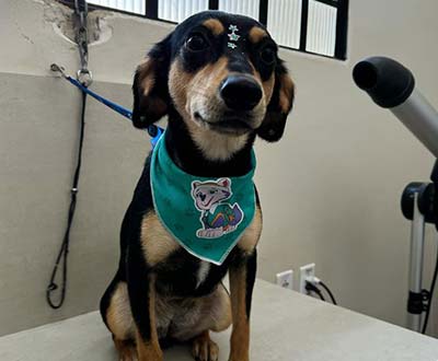 banho em cão banho em cão