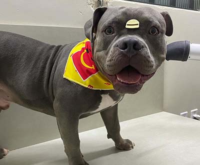 banho em cães banho em cães