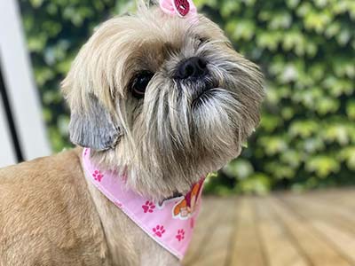 tosa de cães tosa de cães