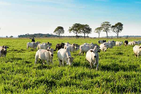 Assuntos agropecuários Assuntos agropecuários