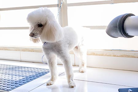Pet depois do banho e tosa cão tosado