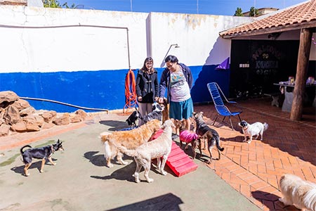 Creche para cães creche para cães
