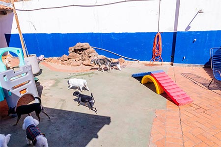 Creche para pets creche para pets