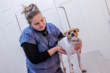 Acompanhamento veterinário acompanhamento veterinário