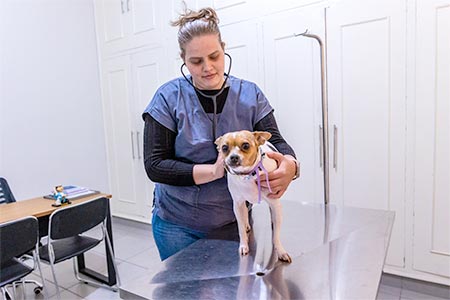 Atendimento veterinário atendimento veterinário