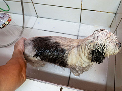 banho banho