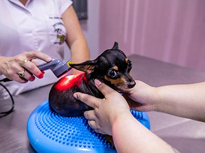 Procedimentos veterinários