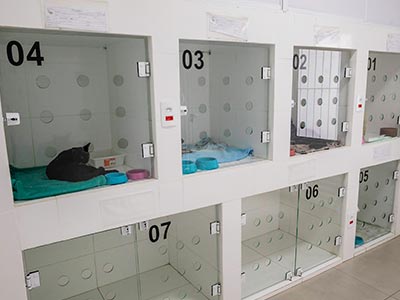 Internação de animais para exames