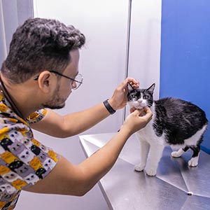 Plantão veterinário 24 horas