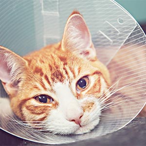 Internação de cães e gatos