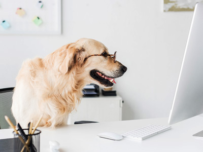 benefícios para empresas Jovem com gato
