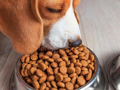 Rações para cães Cão comendo ração