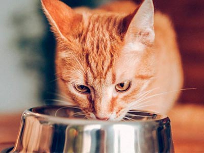 Ração para gatos Gato comendo ração