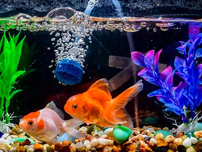 Alimento para peixes Peixes se alimentando