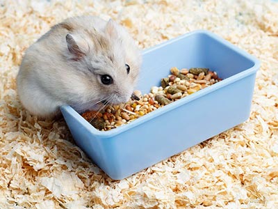 Alimento para roedores Roedor se alimentando