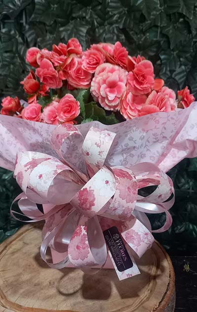 Vaso com flor vaso com flor