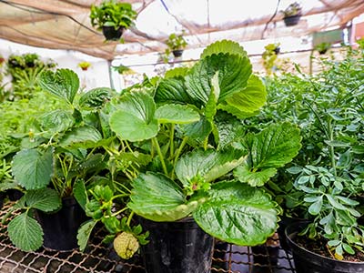 Plantas e flores Plantas e flores