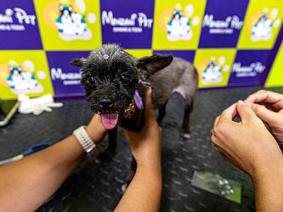 Serviço feito por profissionais especializados Cão tomando banho