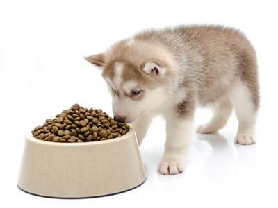 Rações para cães Cão comendo