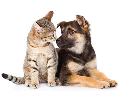 Medicamentos para cães e gatos Cão e gato
