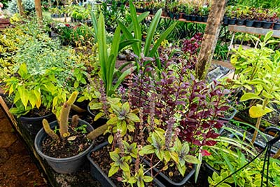 mudas de plantas mudas de plantas