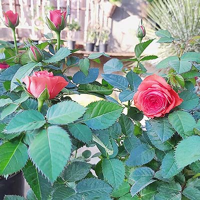 rosas rosas