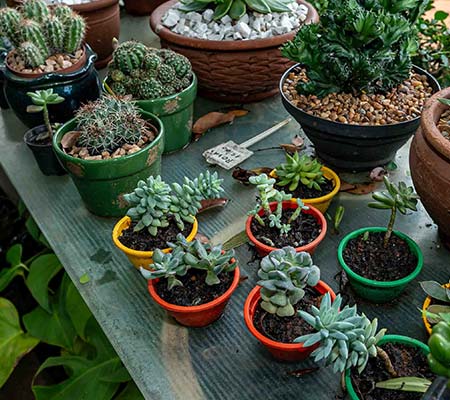 plantas ornamentais plantas ornamentais