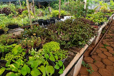 viveiro de plantas viveiro de plantas