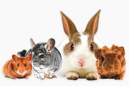 coelhos e roedores coelhos e roedores