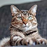 Gato Gato
