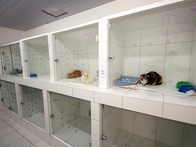 Internação e cirurgias veterinarias Procedimentos cirúrgicos em cães e gatos