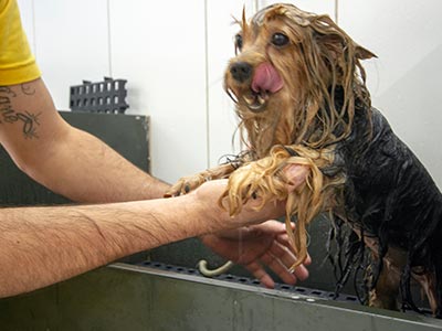 Banho e tosa Saúde e estética animal
