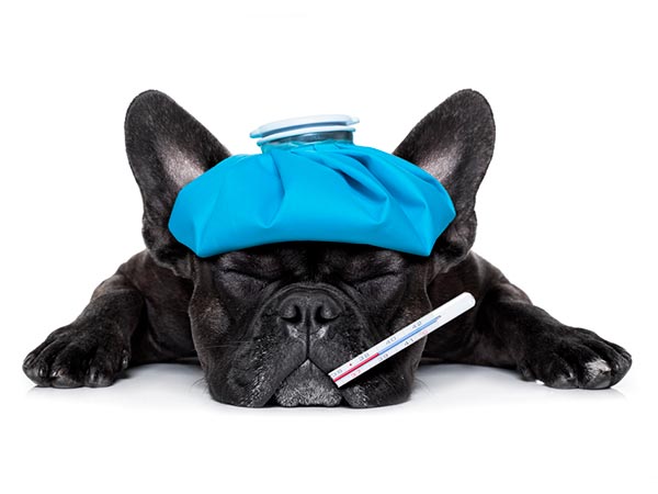 Atendimento veterinário de emergência Cachorro doente