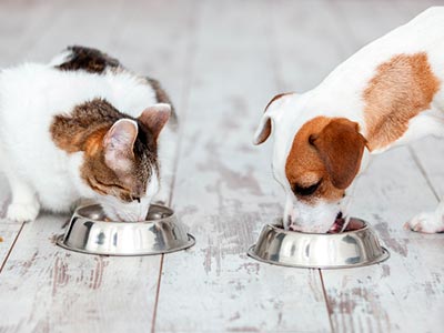 Comedouros e bebedouros para cães e gatos Acessórios para pets