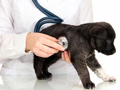 Consultas para cães e gatos de diversas raças e portes Consultas veterinárias
