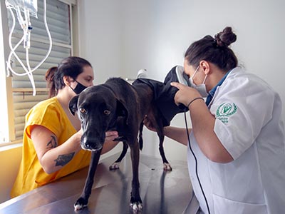 Consultas para cães e gatos de diversas raças e portes Consultas veterinárias