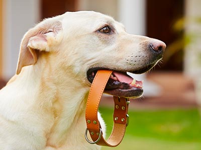 Coleiras e guias para passeio para cães de todos os portes Guias e coleiras