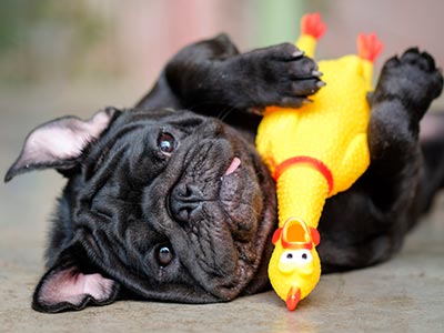 Mordedores, bolinhas e diversos outros brinquedos para filhotes e adultos Brinquedos para pets