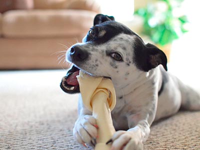 Ossinhos e petiscos para divertir o seu cãozinho Petiscos para pets