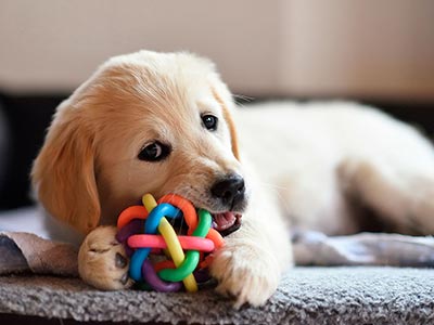 Pet Shop Pet Shop