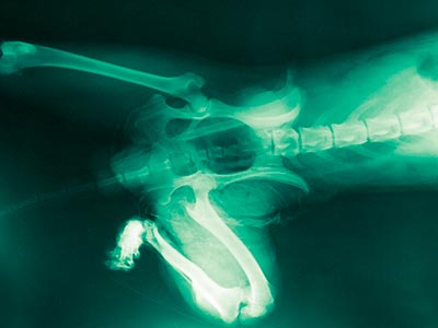 Exames de Raio X Radiografia canina e felina