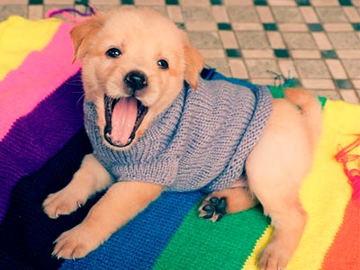 Roupas, camas, almofadas e travesseiros para o seu cãozinho Roupa para cães