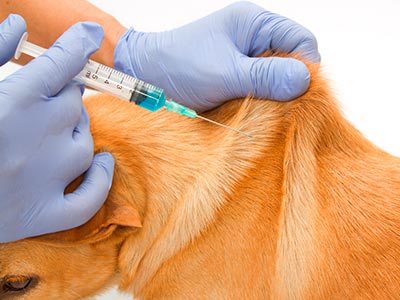 Aplicação de vacinas e medicamentos Farmácia animal
