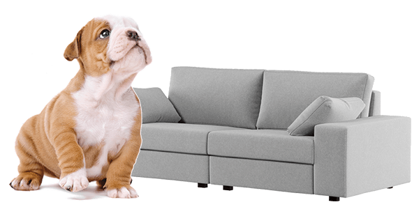 Limpeza profissional de estofados Cão e sofá
