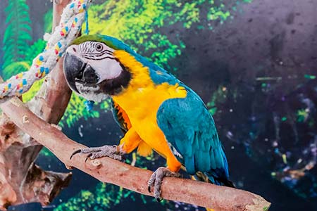 Venda de aves e pequenos animais aves