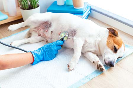 Atendimento veterinário atendimento veterinário