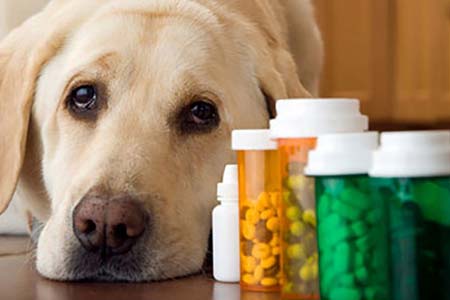 Medicamentos veterinários medicamentos veterinários