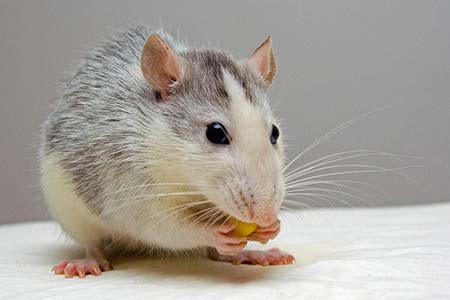 Veneno para ratos ratos