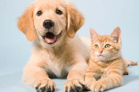 Produtos para cães e gatos produtos para cães e gatos