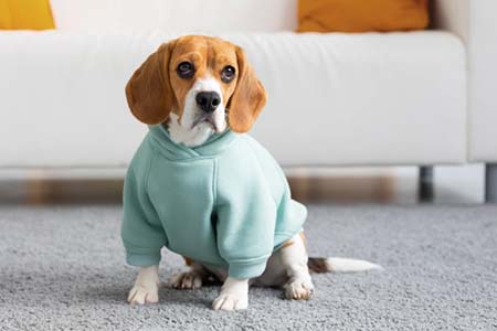 Roupas para cães roupinhas para cães